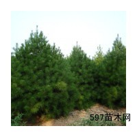 低价出售白皮松 国槐