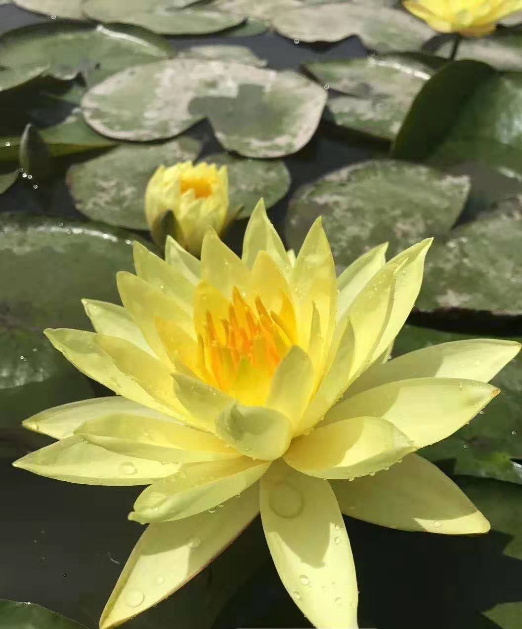 睡莲