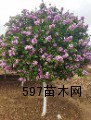 天津市品种牡丹芍药苗圃 天津市蓟州区邦均镇苗木基地