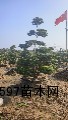 天津市苗木苗圃 天津市园林