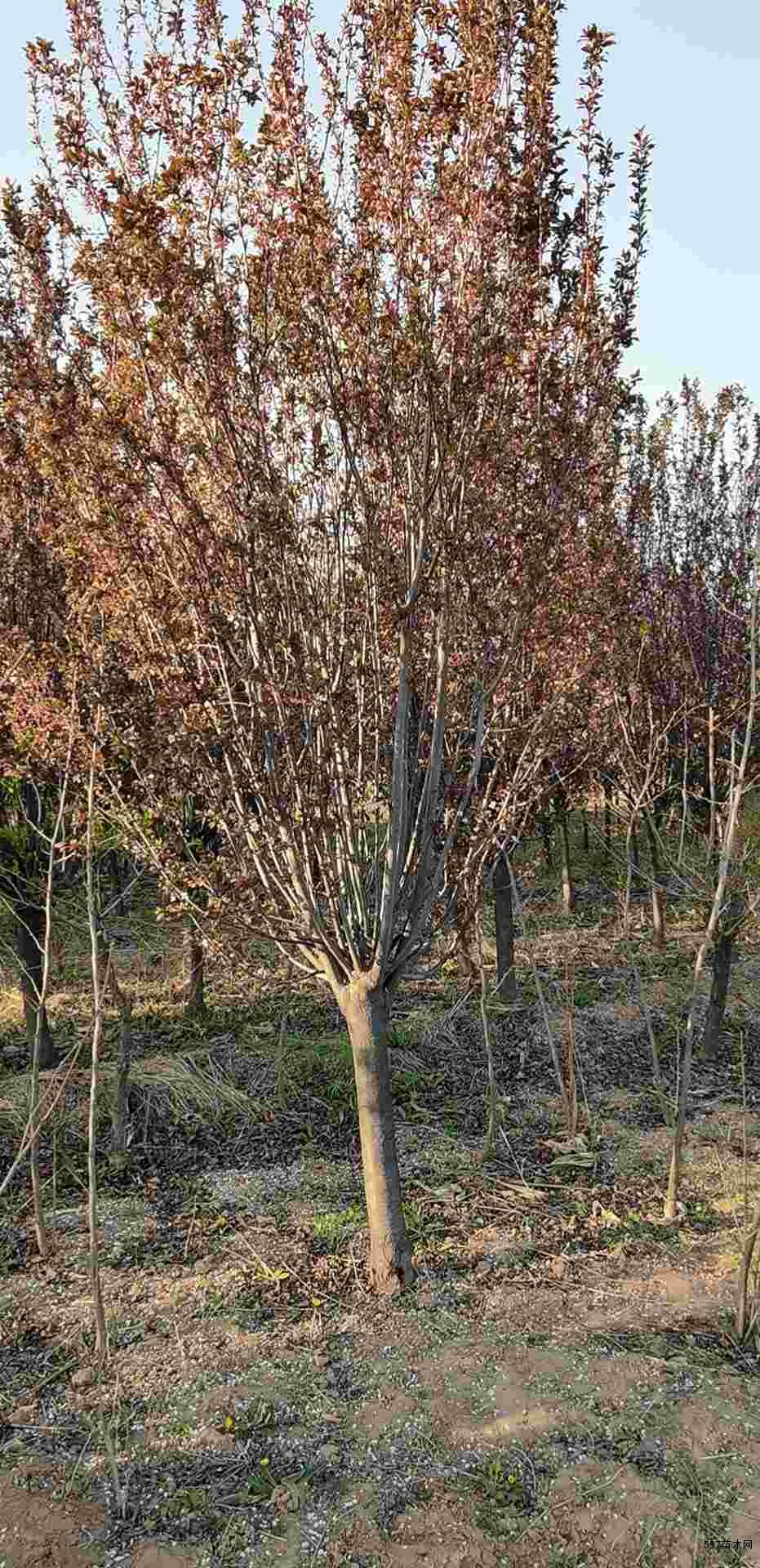 花卉盆景【基本信息】    苗木名称:红叶李     别名:紫叶李     最大