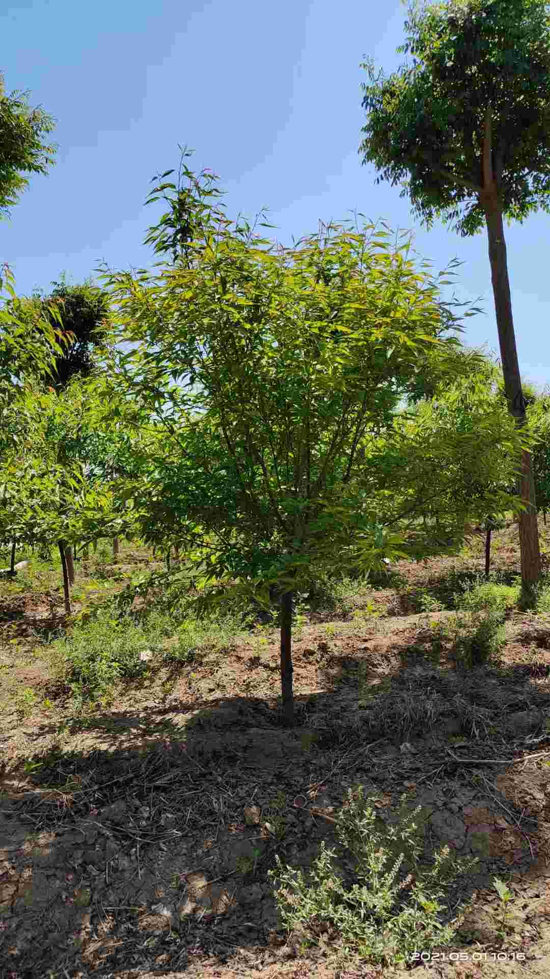 山桃价格  5公分山桃多少钱一棵