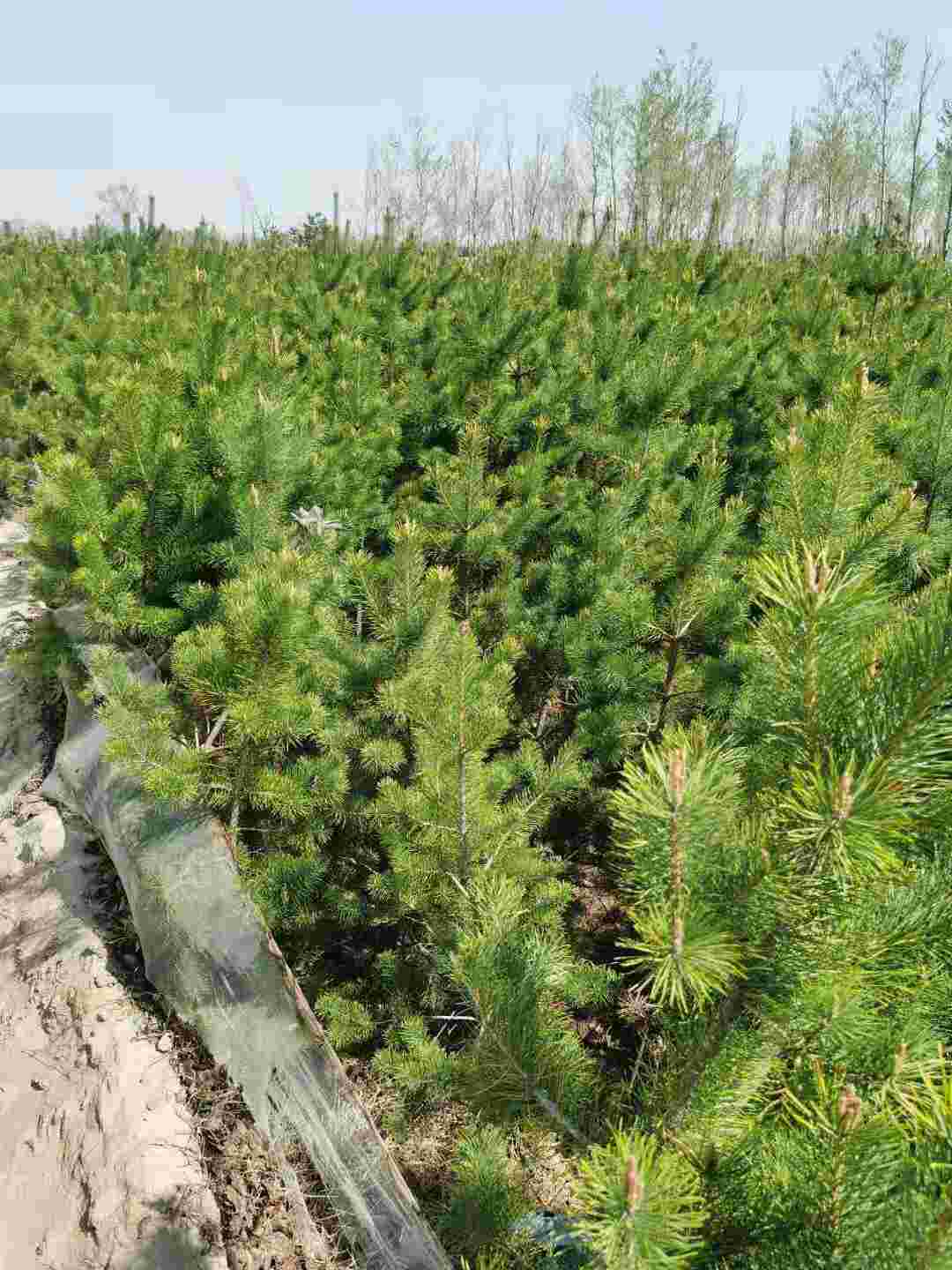 密植樟子松杯苗