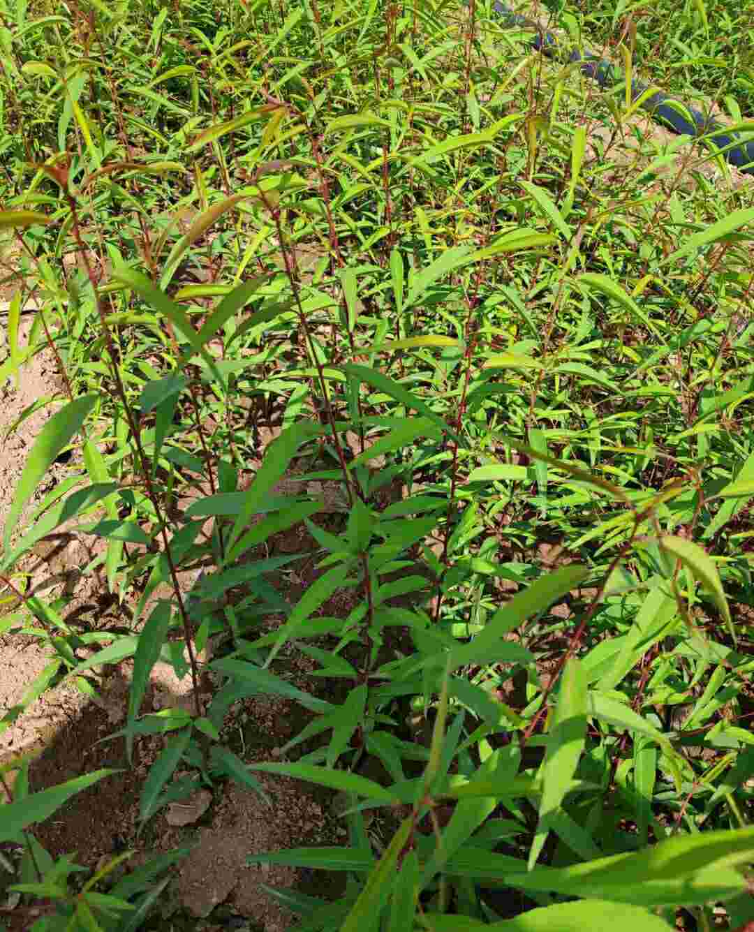 苗木销售信息第3485页|-597苗木网