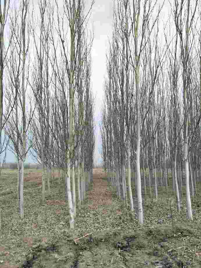 供应3--15公分新疆杨