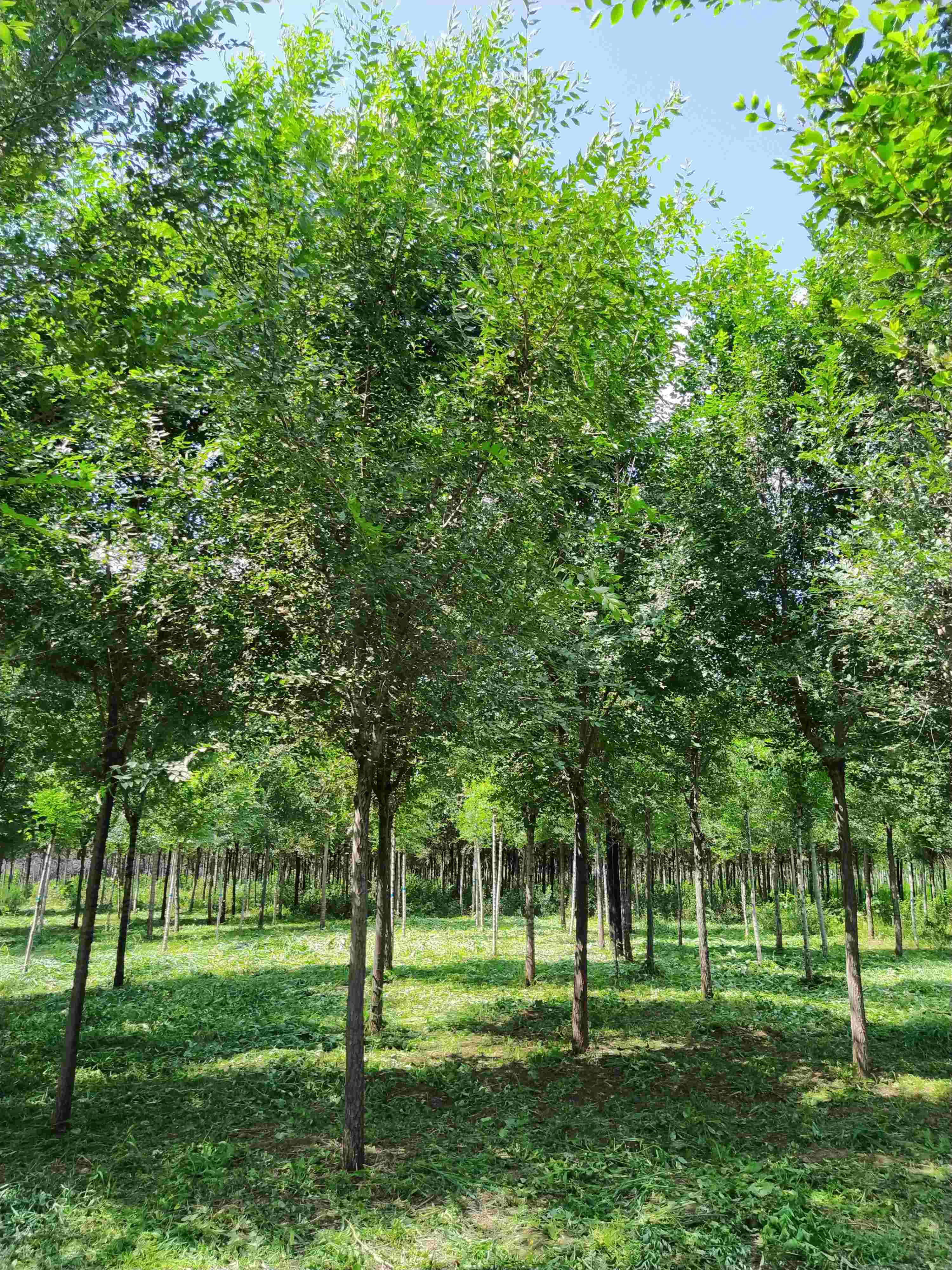 出售白榆树,4--10公分.300亩地