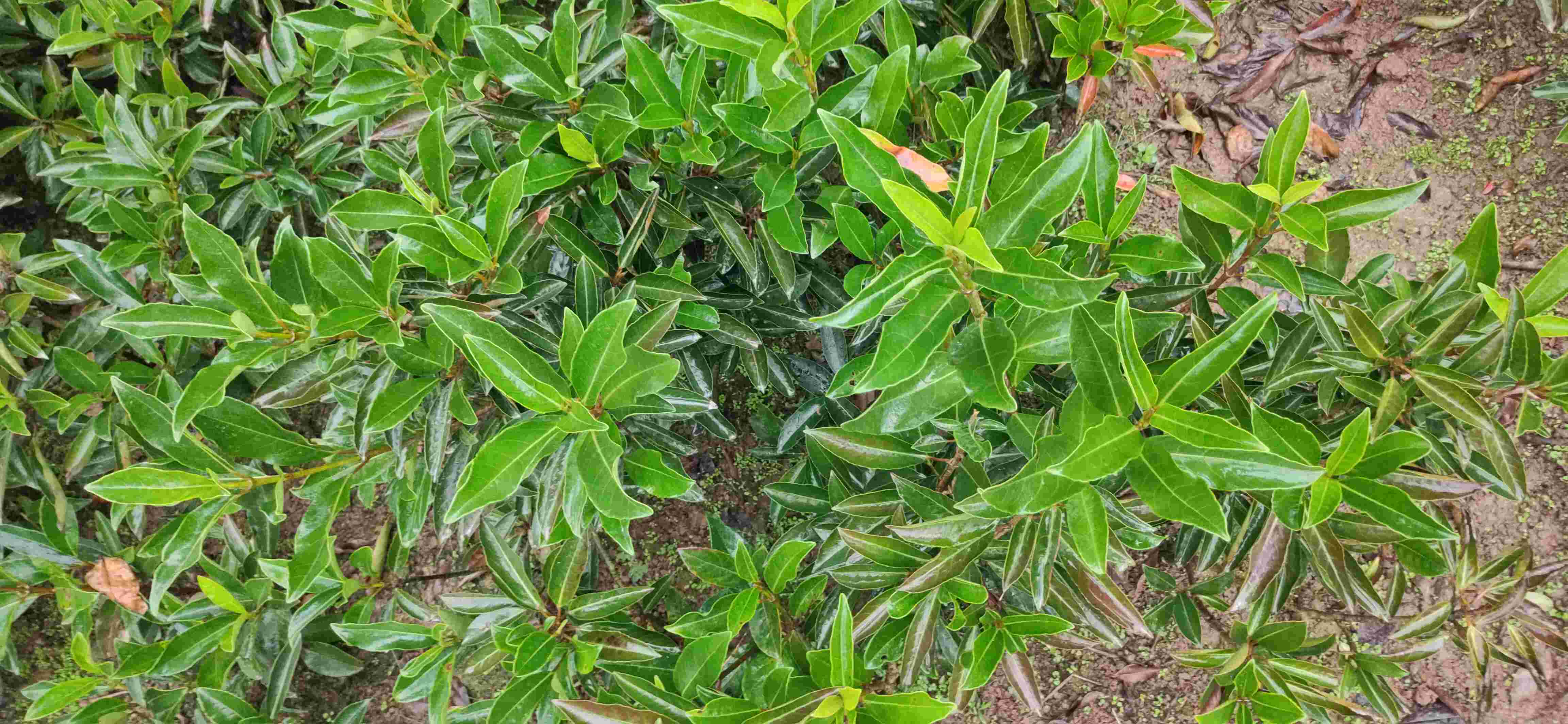 农户大量供应法国冬青(珊瑚)-597苗木网