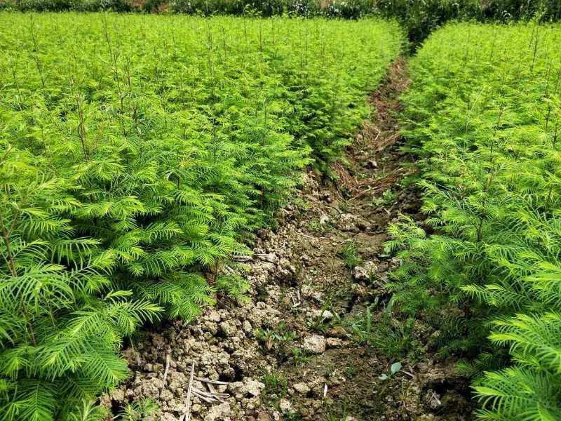 供应20-60cm水杉小苗,0.7-2公分地径苗,价格优惠