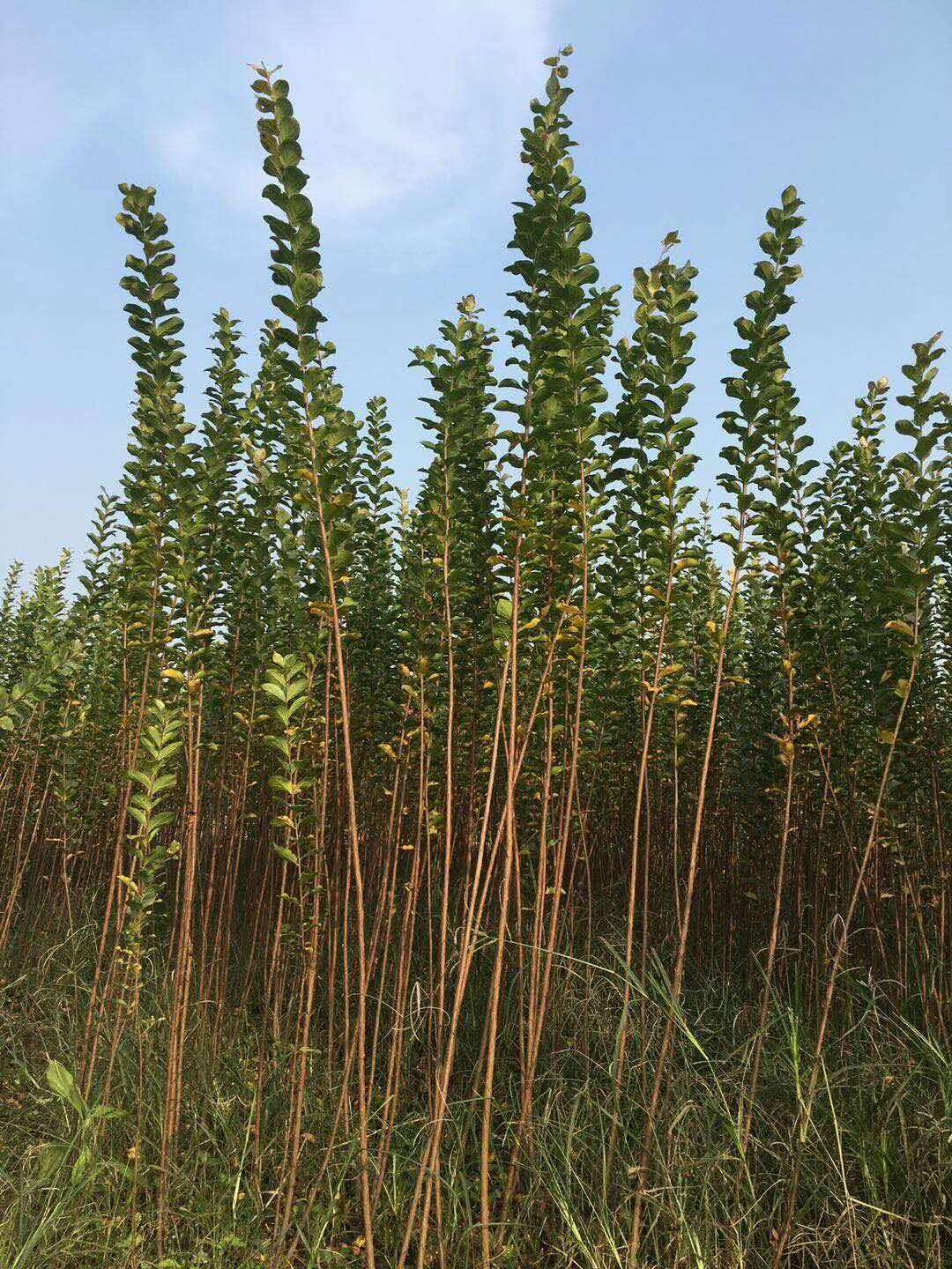 编织花瓶用2.5米-3米高紫微条子价格.出售3米高的紫微条子