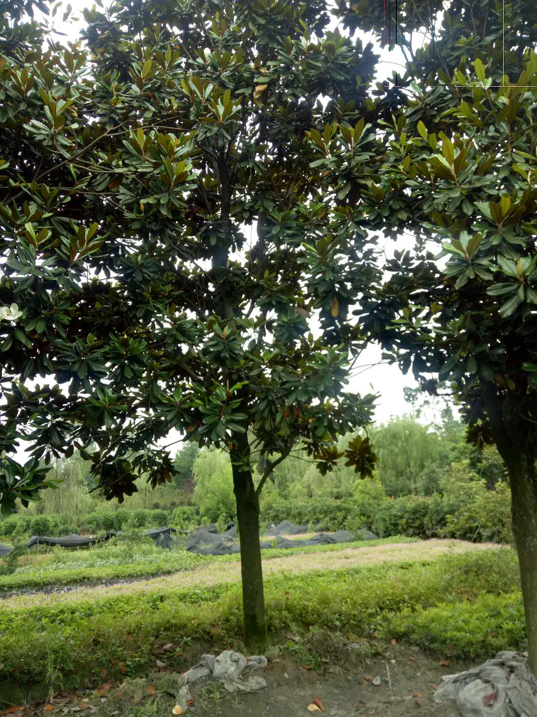 18公分广玉兰价格.15-20公分广玉兰报价.广玉兰批发