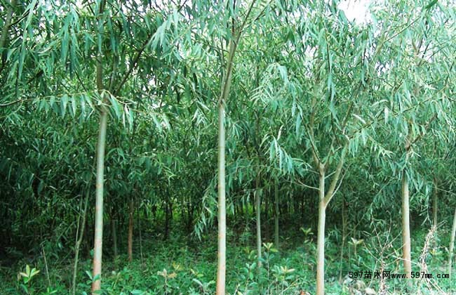 竹柳的种植前景