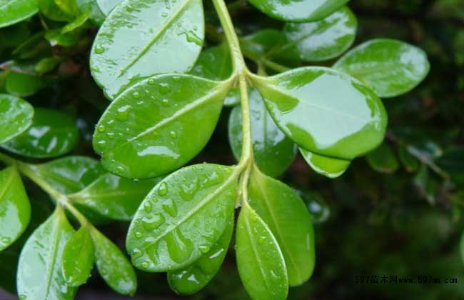 黄杨的繁殖方法,栽培方法有哪些?