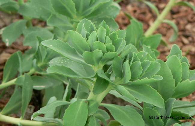 景天三七是三七吗