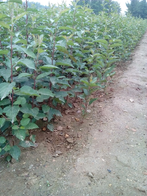 泰安桃香农业科技有限公司 供应 各种规格 苹果树苗,红富士 苹果苗