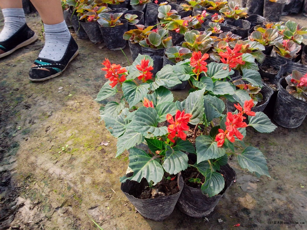 一串红大批量低价出售一串红价格18080482097