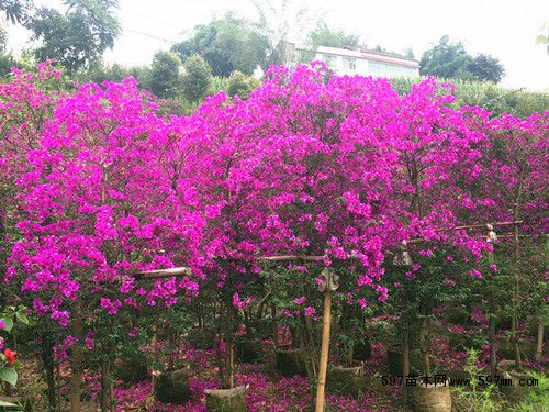 宜宾翠屏区三角梅鼓起群众钱袋子