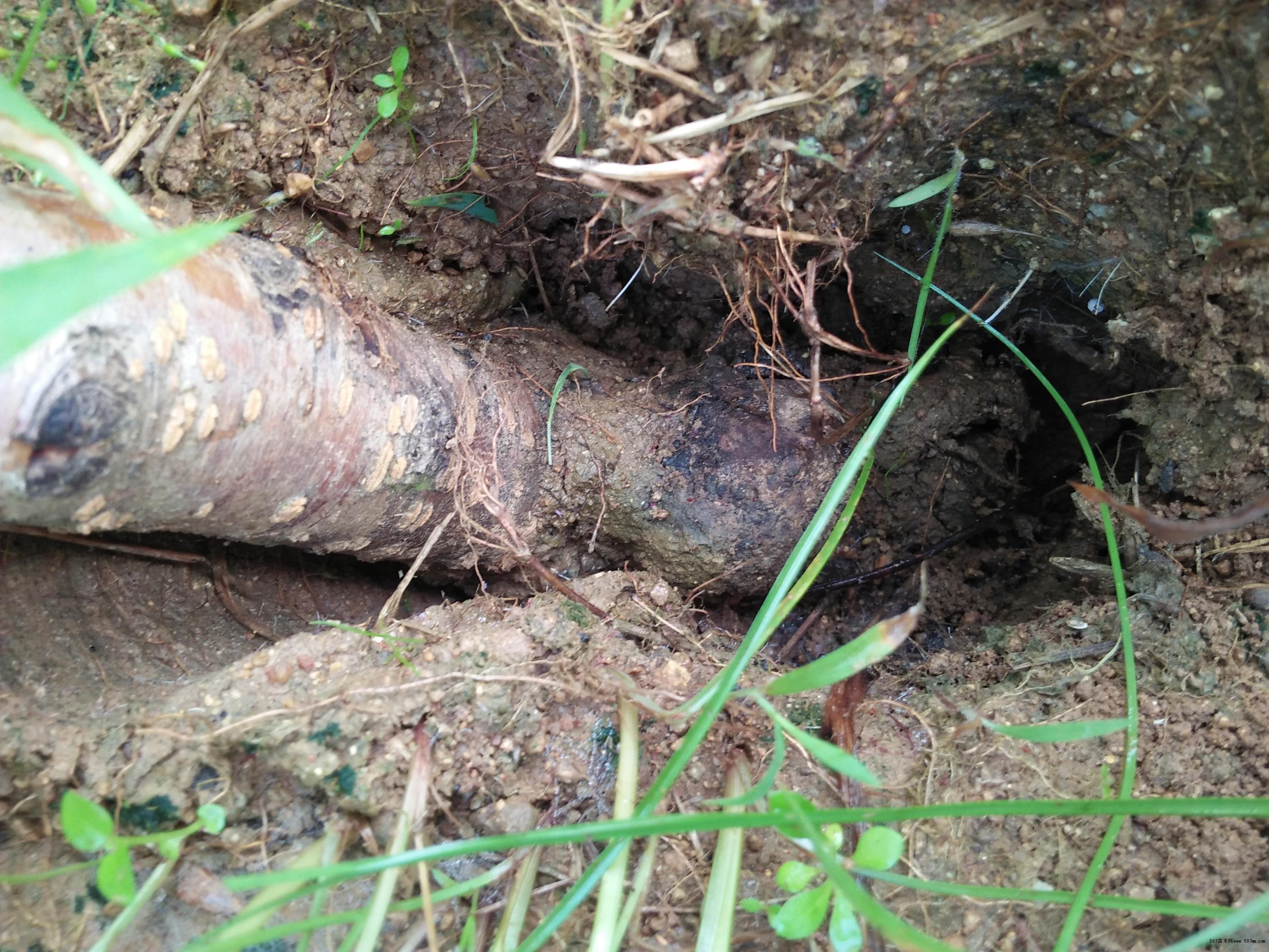 桃树根系发生腐烂坏死怎么办根系的防治管理技术