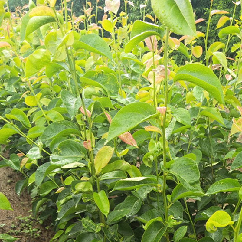 早酥红梨树苗价格新品种梨树苗早酥红梨苗玉露香梨树苗批发基地