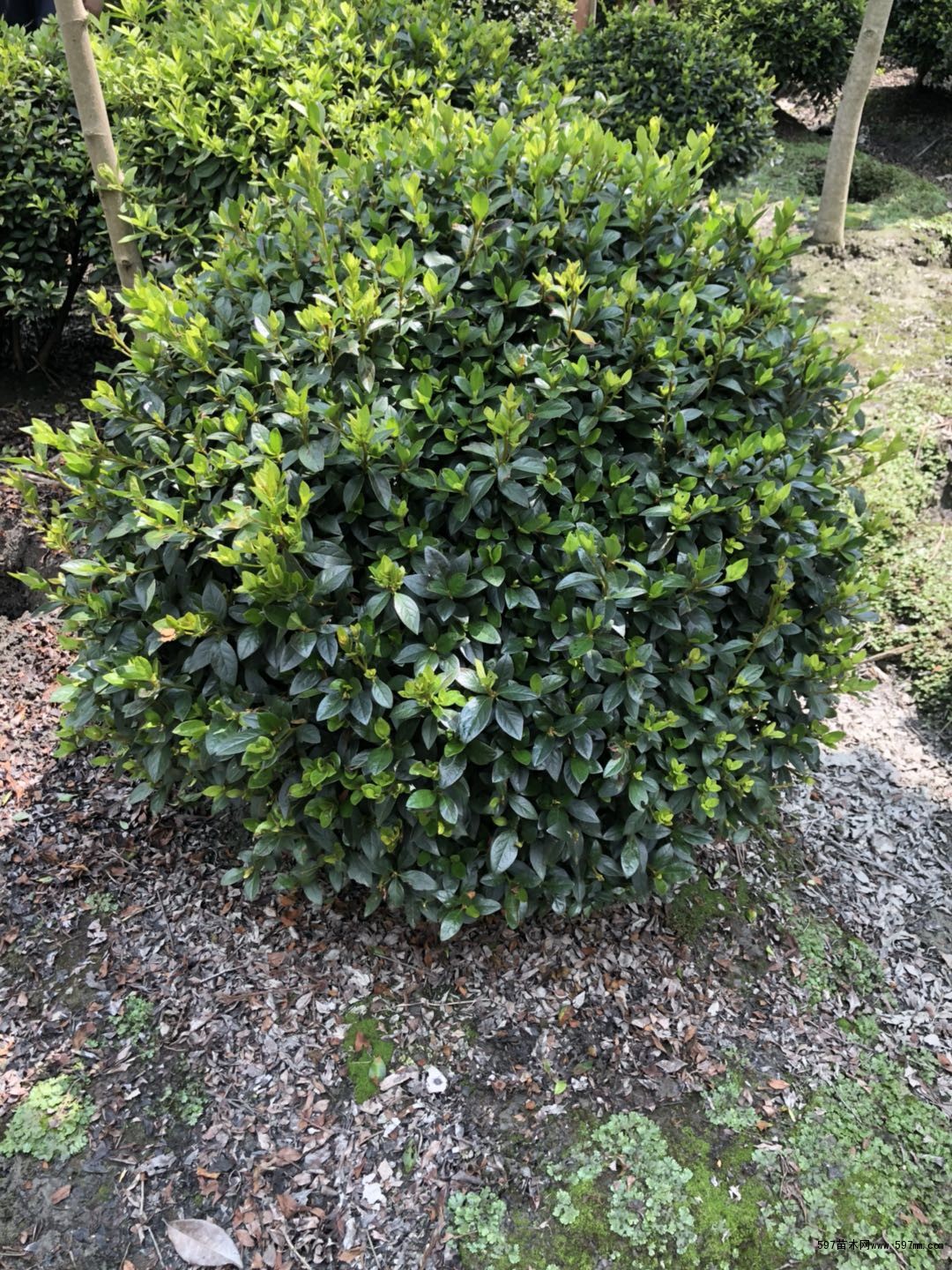 80cm的价格多少 春娟球图片|花卉种苗|花卉盆景|苗木销售信息|597苗木