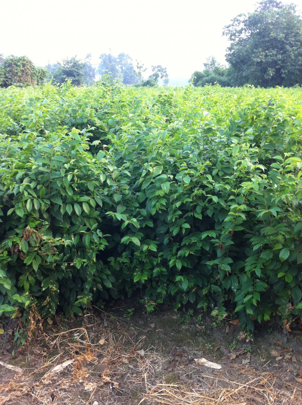 天竺桂小苗批发 天竺桂工程苗价格