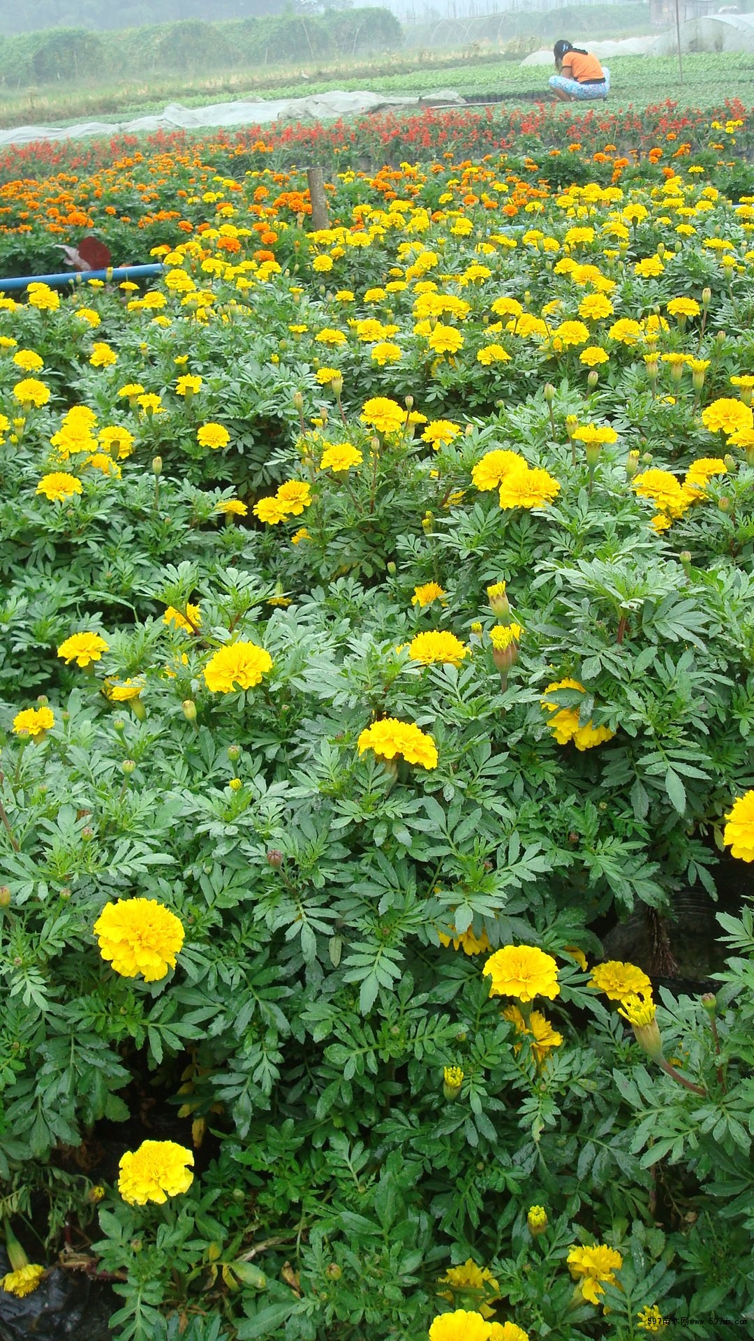 孔雀草孔雀草价格孔雀草图片