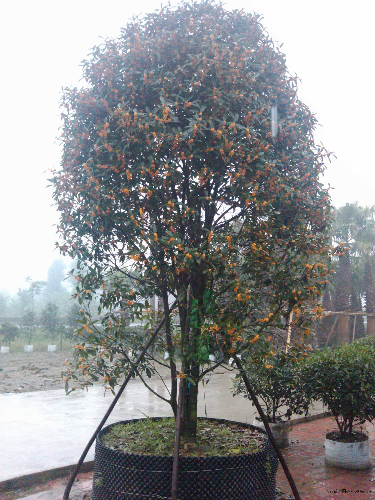 低分枝桂花14-15公分价格 桂花大量上市