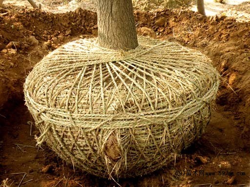 大型苗木运输草绳包土球