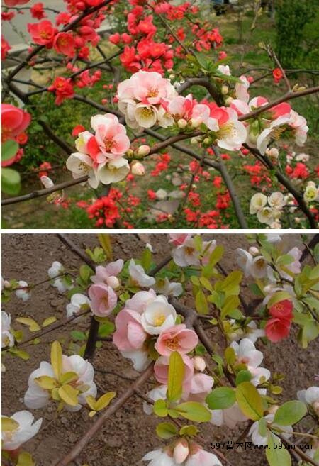 海棠花种类图片及名称图片