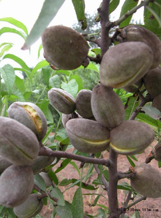 扁桃苗的栽植管理技术