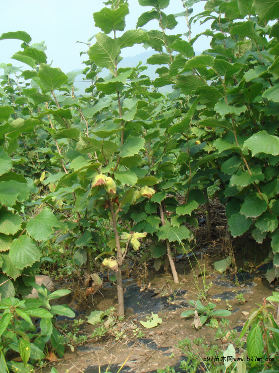 榛子苗的培育管理技术