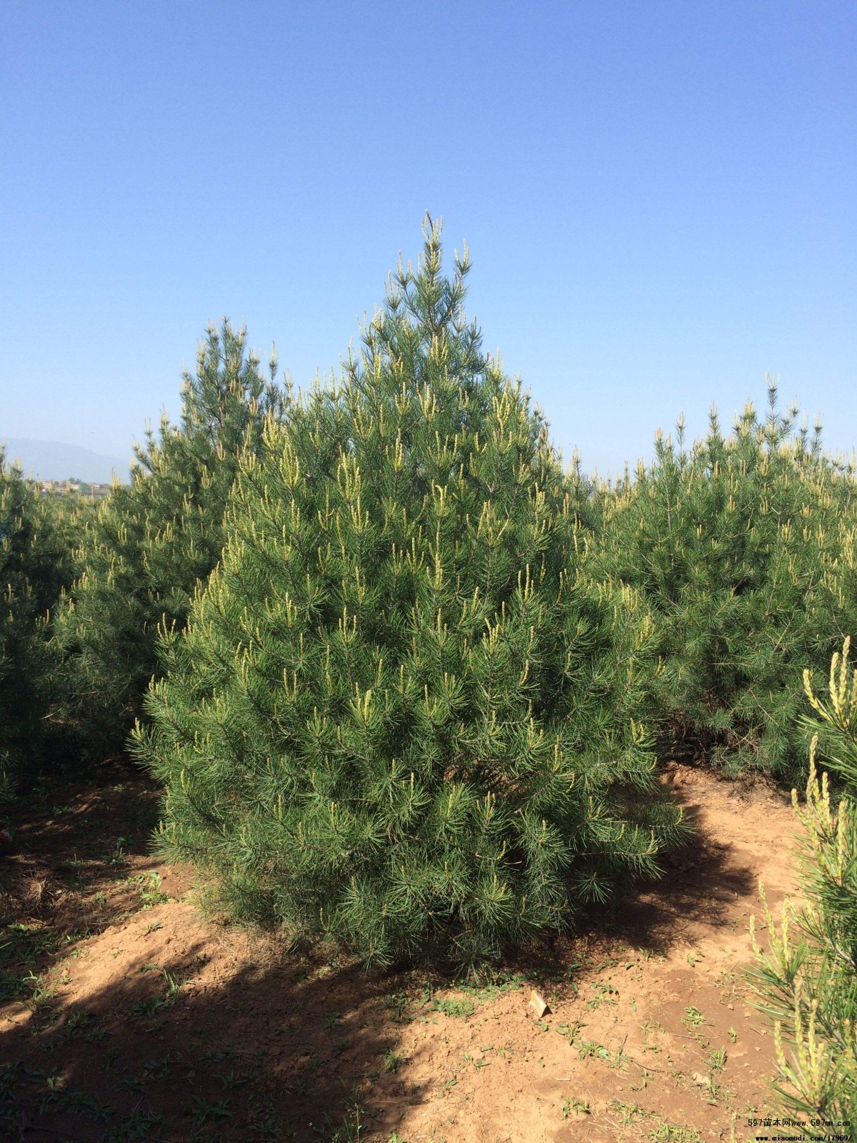 5米白皮松-2米白皮松量大价低