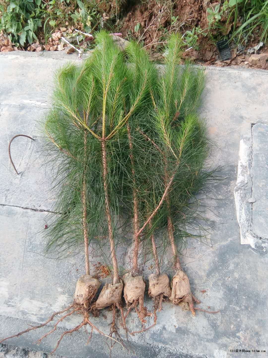 马尾松杯苗江西马尾松小苗宜春奉新马尾松苗供应