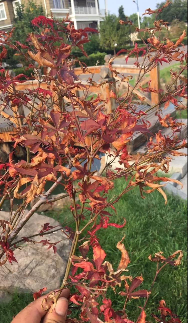 如何解决红枫夏季叶尖干枯现象