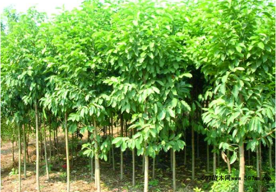 乐昌含笑种植方法