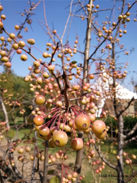 秋天的果实之海棠果
