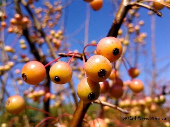 秋天的果实之海棠果