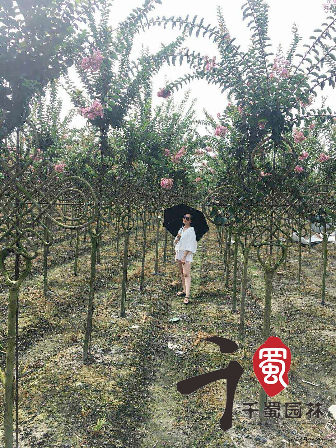 奇特紫薇造型 艺术紫薇造型花瓶 紫薇花瓶艺术