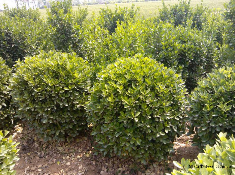 大叶黄杨球真正美化你的绿化带