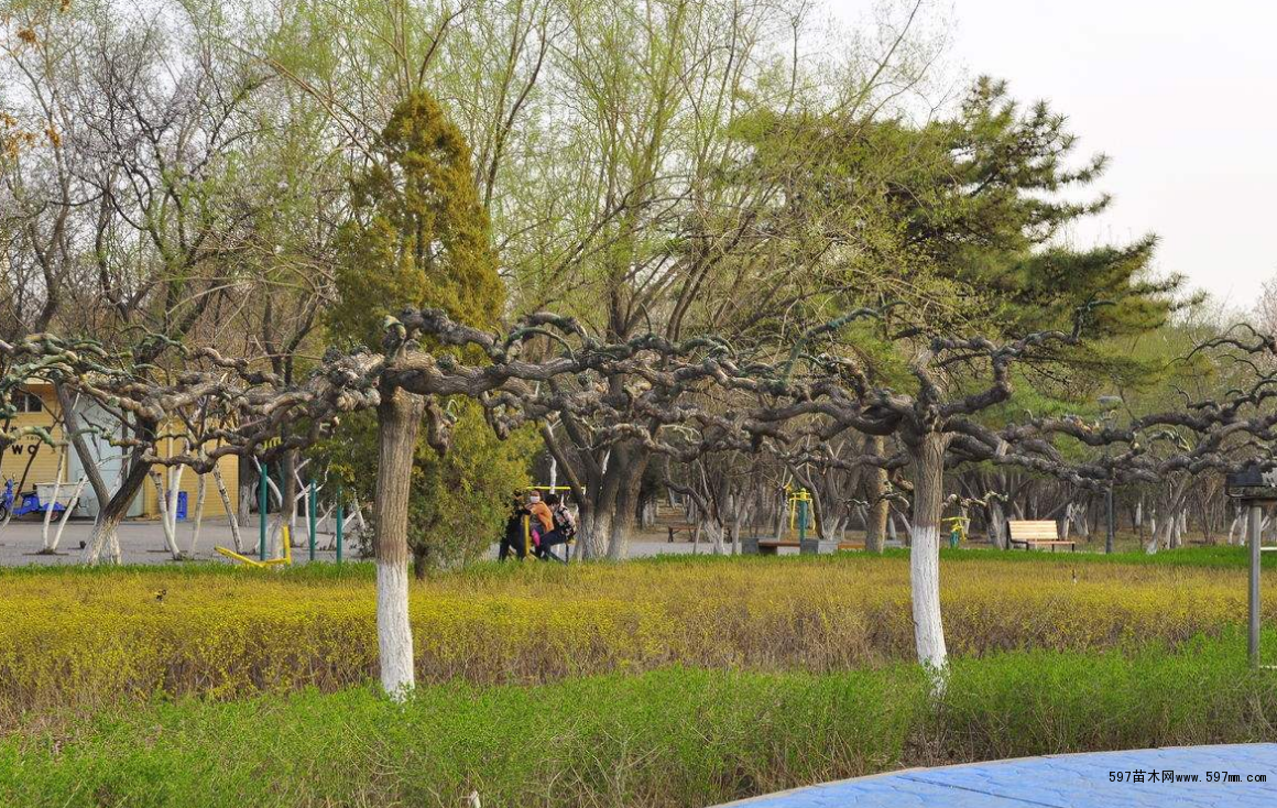 龙爪槐种植要求