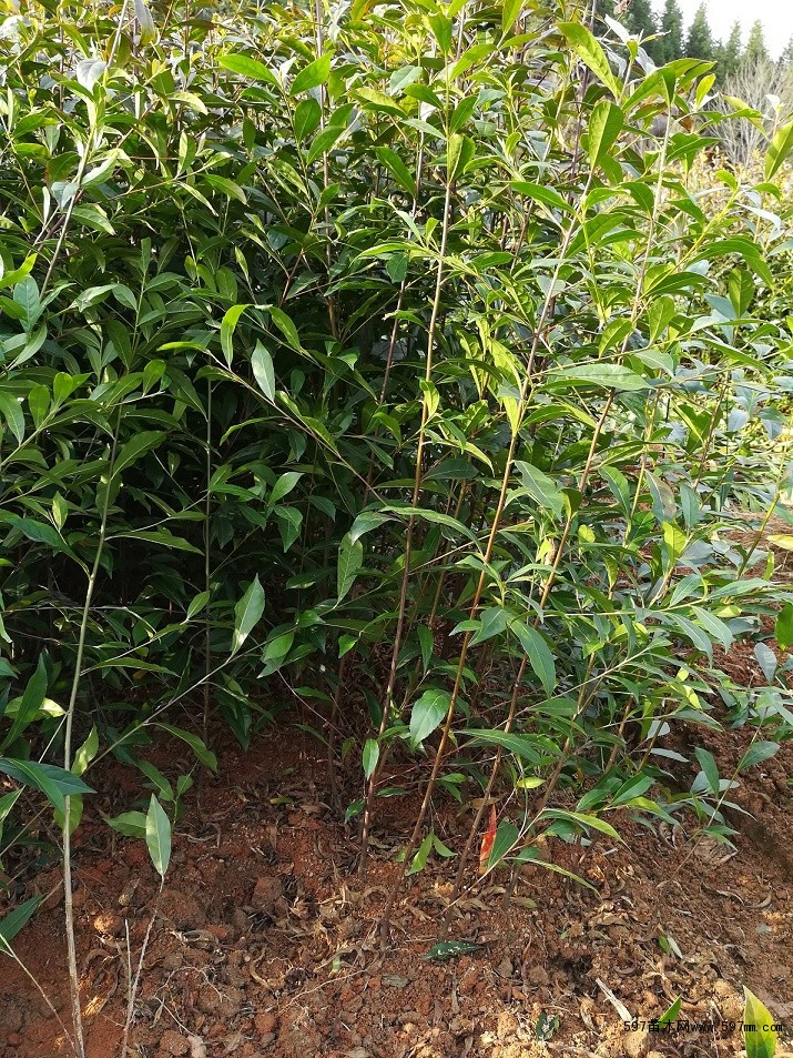 50公分高杜英小苗/80公分高杜英小苗价格多少钱