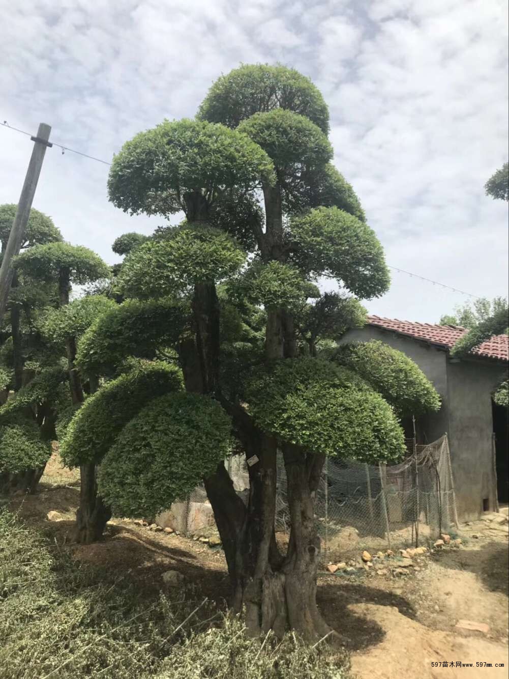 湖北刺冬青_荆州造型刺冬青价格_京山刺冬青基地