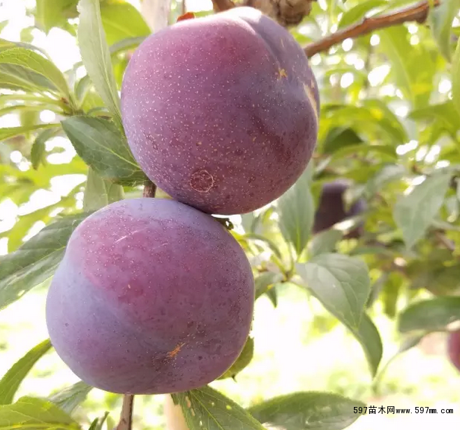 日本李王李子苗的批发