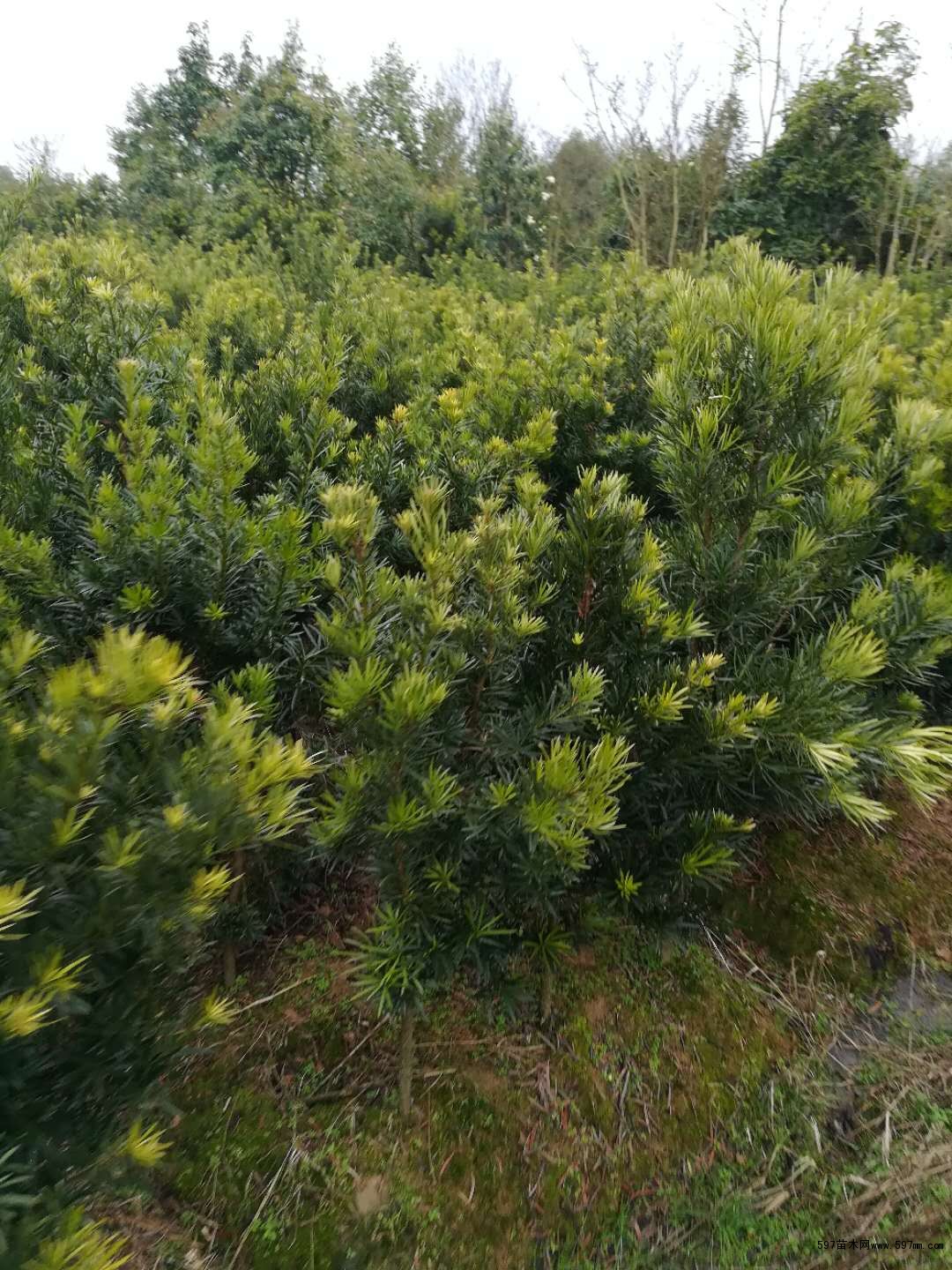 罗汉松小苗价格,2公分罗汉松批发,3公分罗汉松价格-597苗木网