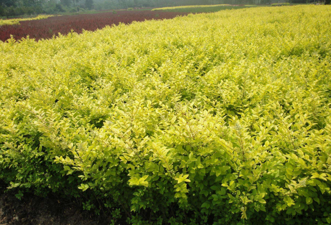 金叶女贞有什么样的特点