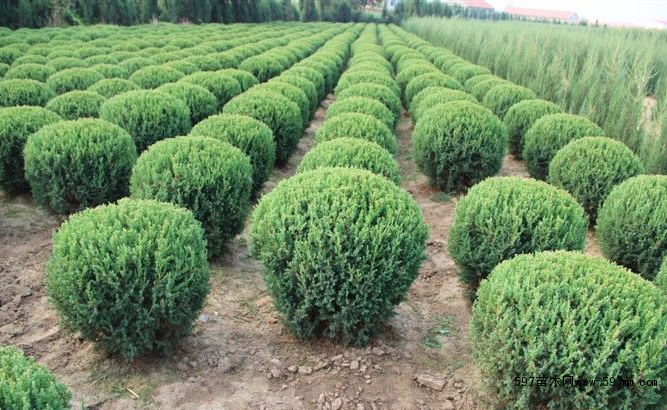 蜀桧球的形态特征有那些?