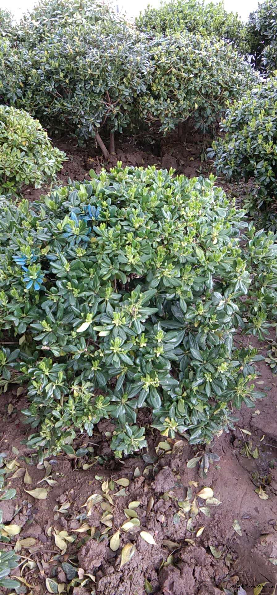 597苗木网 苗木销售信息 绿化苗木 乔灌木【基本信息】    苗木名称