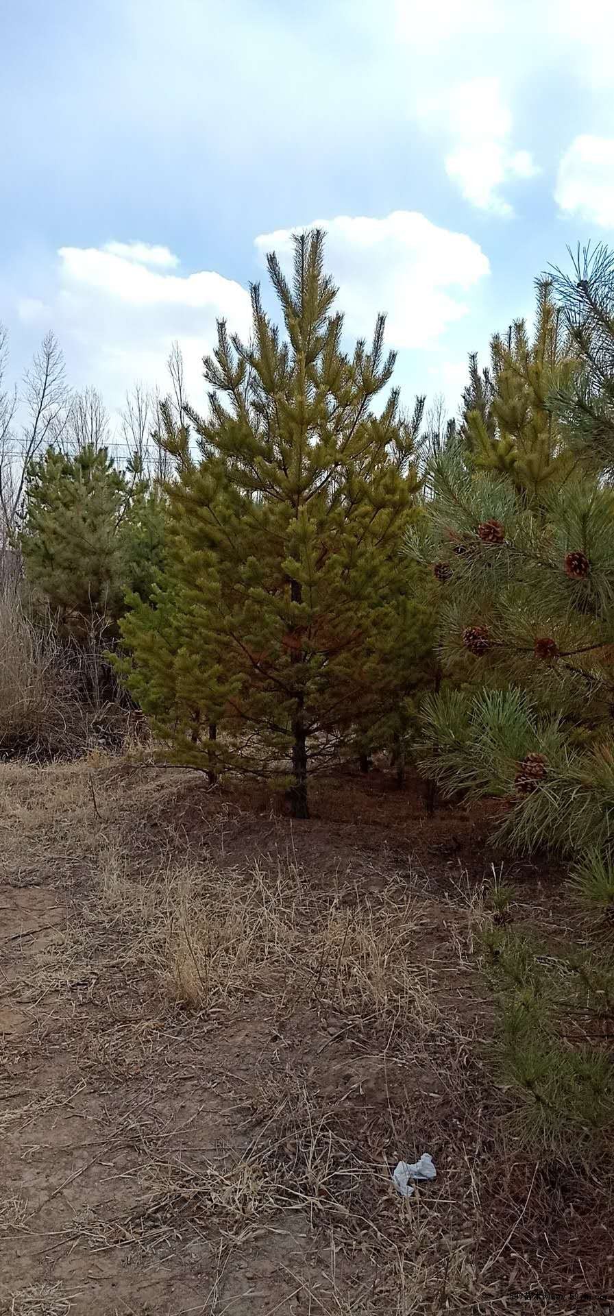 樟子松达拉特旗樟子松内蒙古樟子松