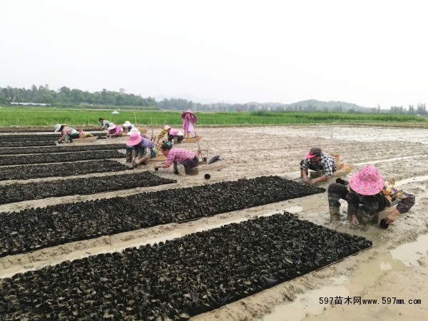 在湖泽丰沛的东莞红梅镇潼湖军垦农场基地里,花叶芦竹,黄菖蒲,水生