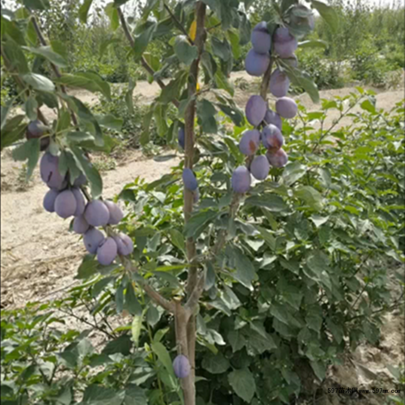 甘肃西梅树苗价格西梅树苗批发价格庆阳西梅树苗