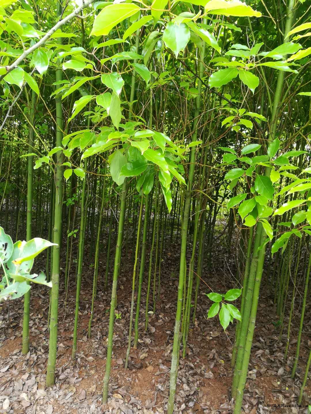 香樟树苗,香樟小苗价格,香樟苗批发价格,江西香樟-597苗木网